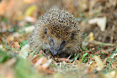 《最终幻想16》发售一周年 正全力准备PC版